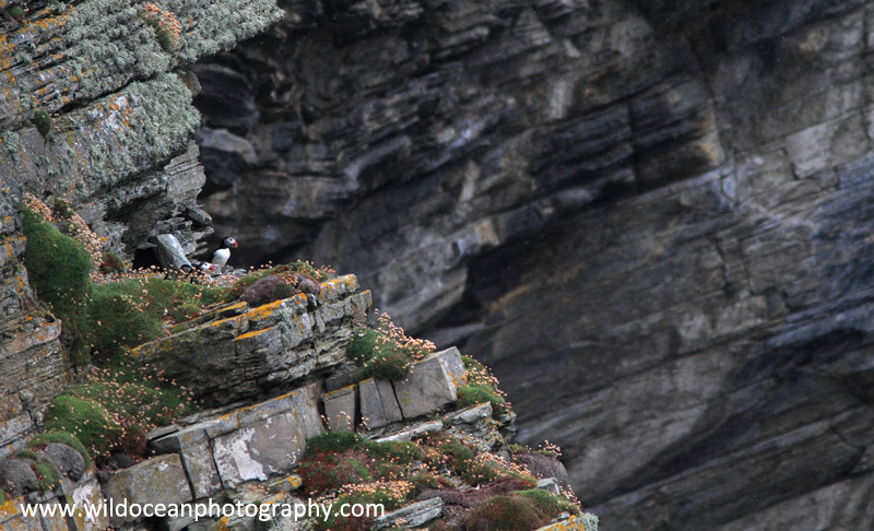 SBA002: Puffins on a ledge - Auks