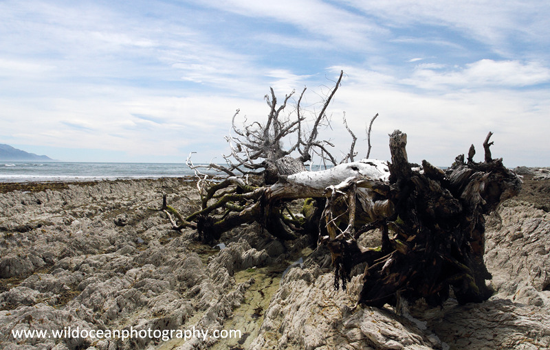 NZ007: Dead Tree - New Zealand (Wellington & South Island)