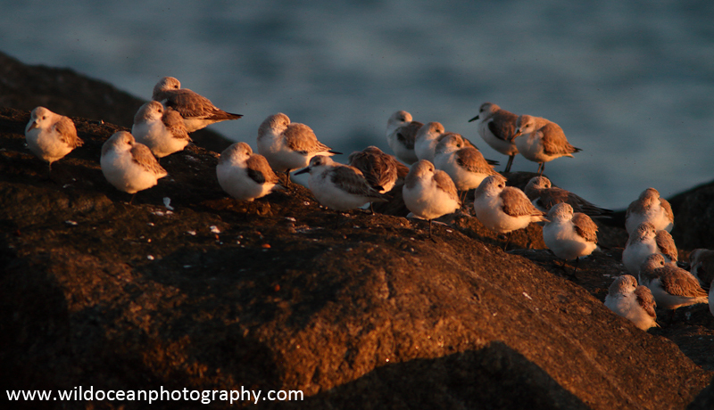 FLB033: Sanderlings - Birds