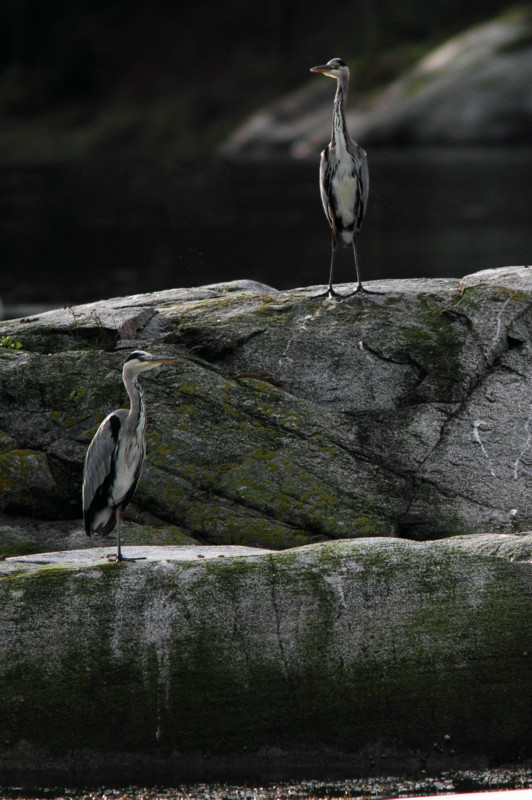 SBH003: Heron pair - Herons