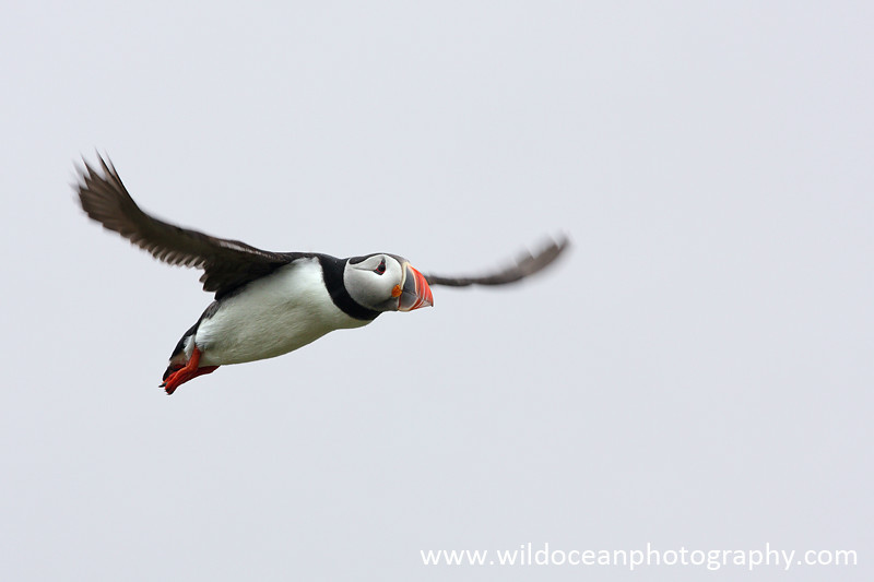 SBA017: Puffin in Flight - Auks