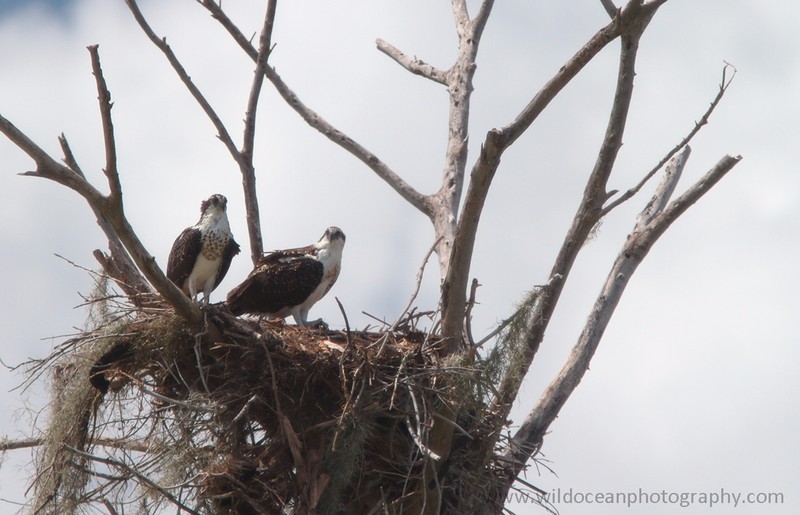 FLB049: Osprey nest - Birds