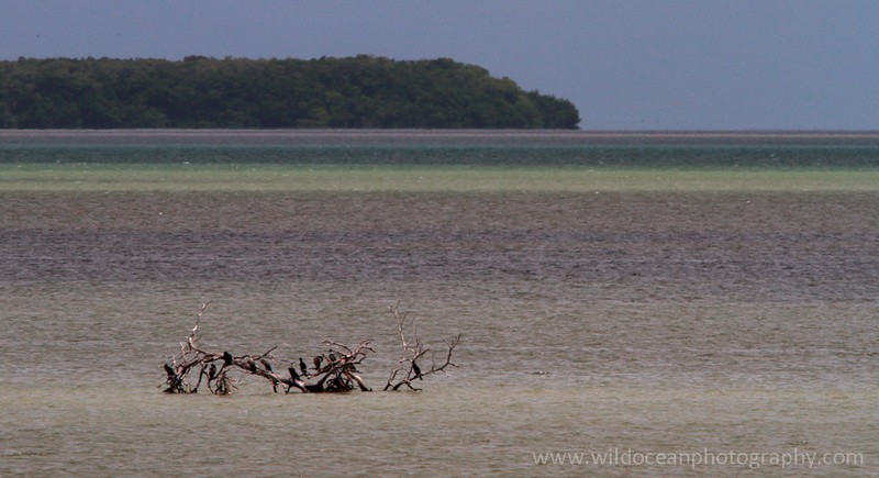 FLB027: Cormorants - Birds