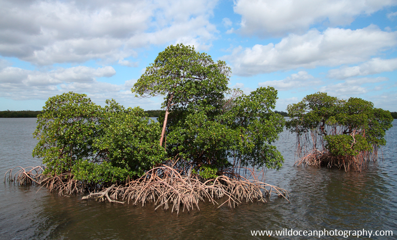 FLS001: Mangroves - Landscapes & Seascapes