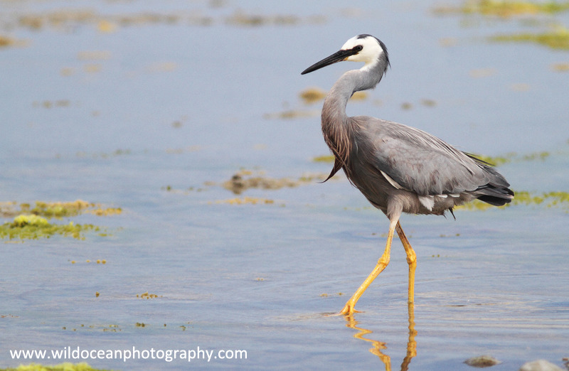 NZ021: Heron - New Zealand (Wellington & South Island)