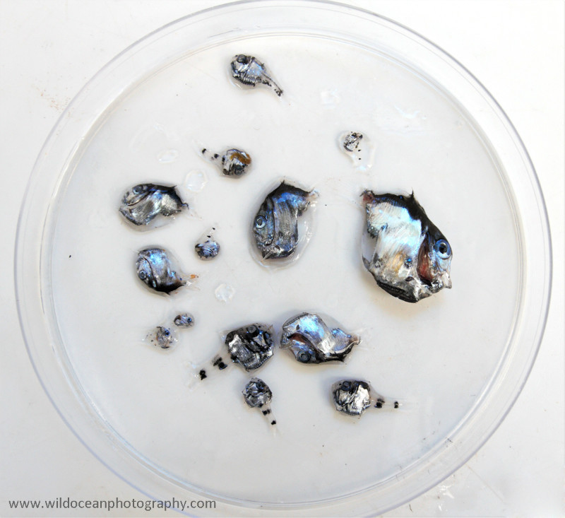 IDD016: Hatchetfishes - Deep Sea Species