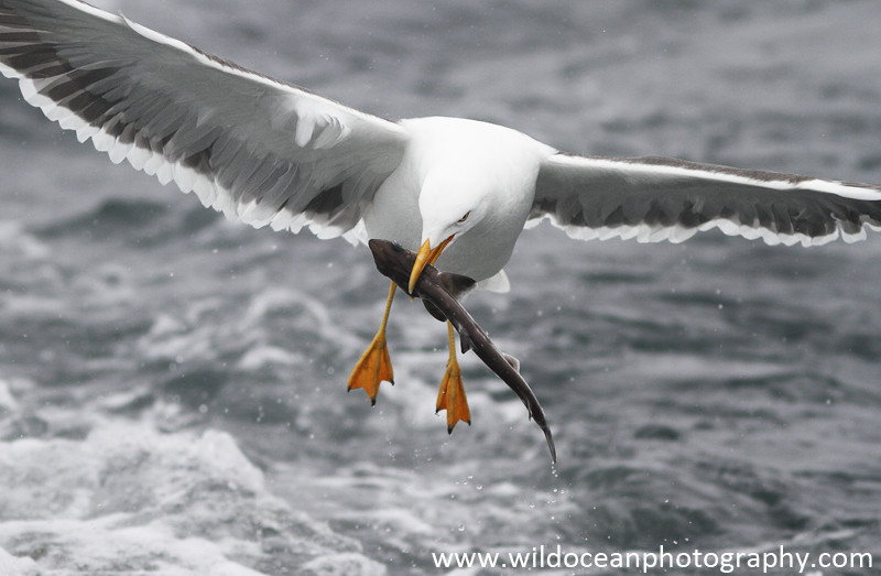 SGB004: Gull with spurdog - Gulls and Kittiwakes
