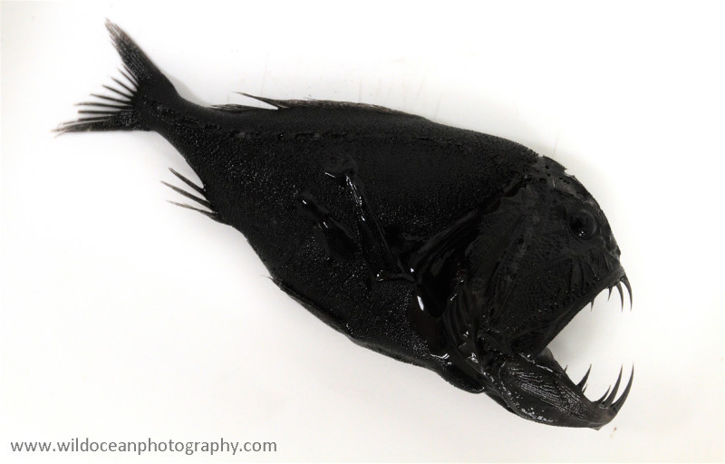 IDD008: Anoplogaster cornuta - Deep Sea Species