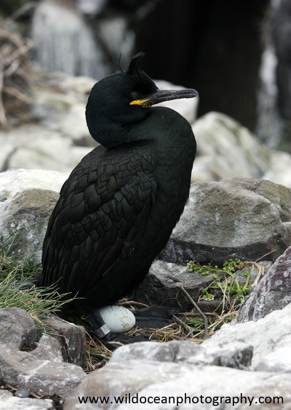 SBC012: Shag with egg - Shags and Cormorants