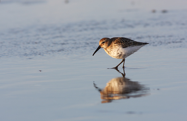 SBW005: Dunlin - Waders