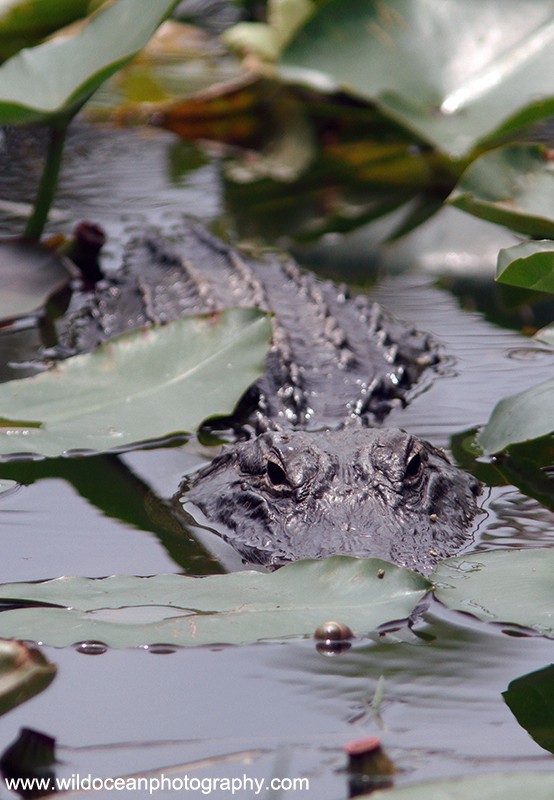 FLR007: American Alligator - Reptiles