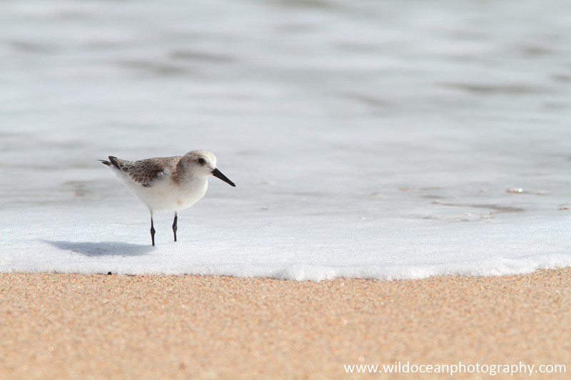 FLB040: Sanderling - Birds