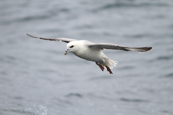 SBF010: Flight - Fulmars