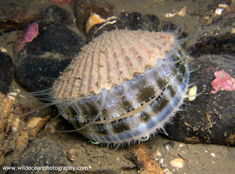 UML016: Queen Scallop