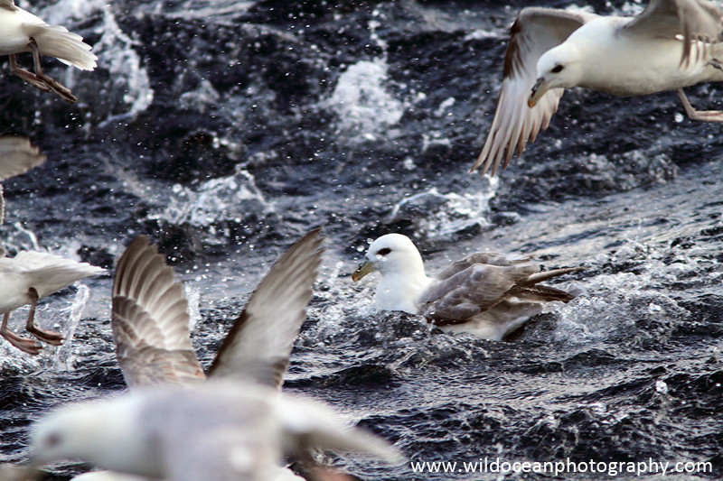 SBF011: Fulmar chaos - Fulmars
