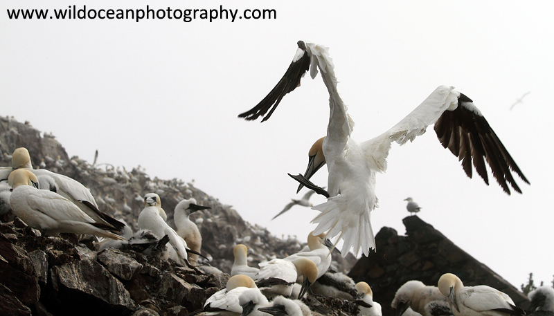 SBG054: Landing - Gannets