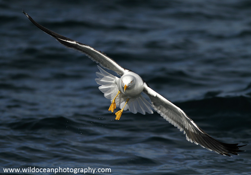 SBG002: Black-backed gull - Gulls and Kittiwakes