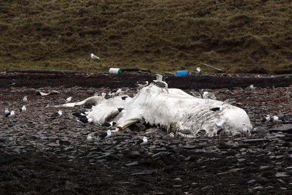 WDP012: Stranded Sperm Whale - Whales, Dolphins and Porpoise