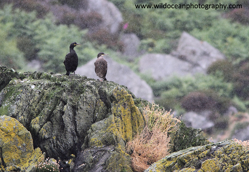 SBC003: Shags in the rain - Shags and Cormorants