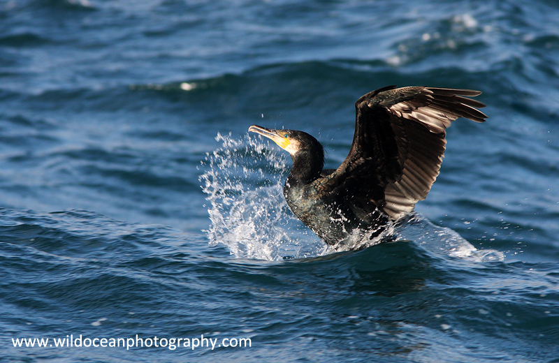 SBC004: Cormorant - Shags and Cormorants
