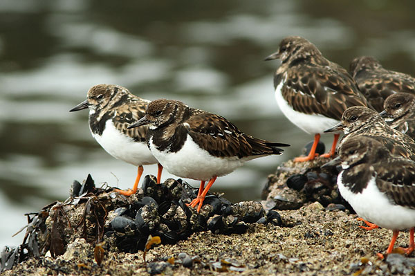 SBW011: Turnstones - Waders