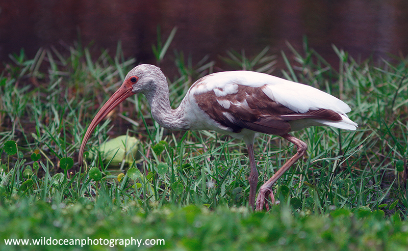 FLB014: White ibis - Birds