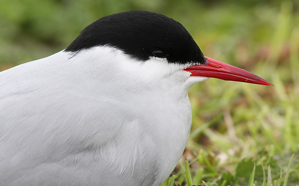 SBT001: Arctic tern - Terns