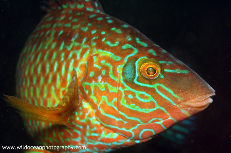 UML034: Male ballan wrasse - Marine Life
