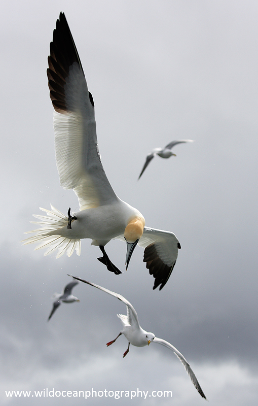 SBG001: Aerial Acrobatics - Gannets