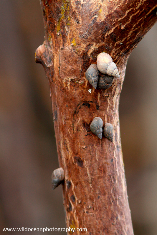 FLI007: Mangrove snails - Insects & Invertebrates
