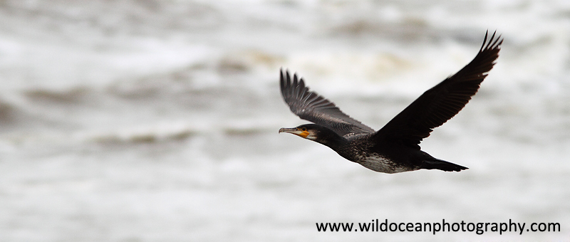 SBC010: Cormorant in flight - Shags and Cormorants