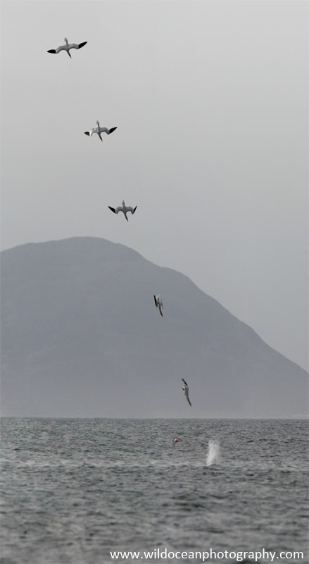 SBG006: Diving Sequence - Gannets