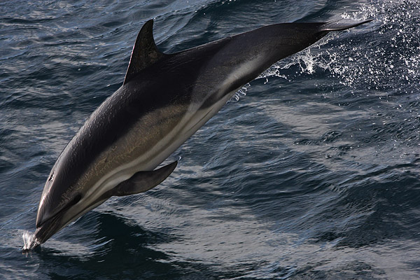 WDP003: Common Dolphin - Whales, Dolphins and Porpoise