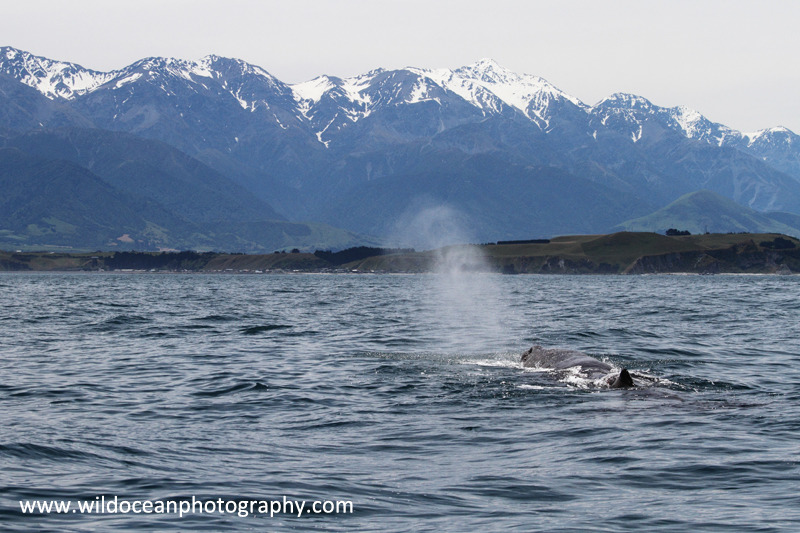 NZ027: Sperm whale blow - New Zealand (Wellington & South Island)