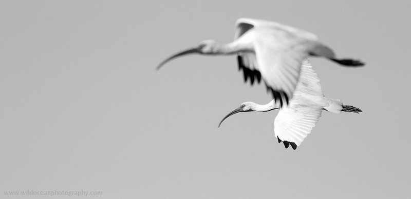 FLB013: White ibis - Birds