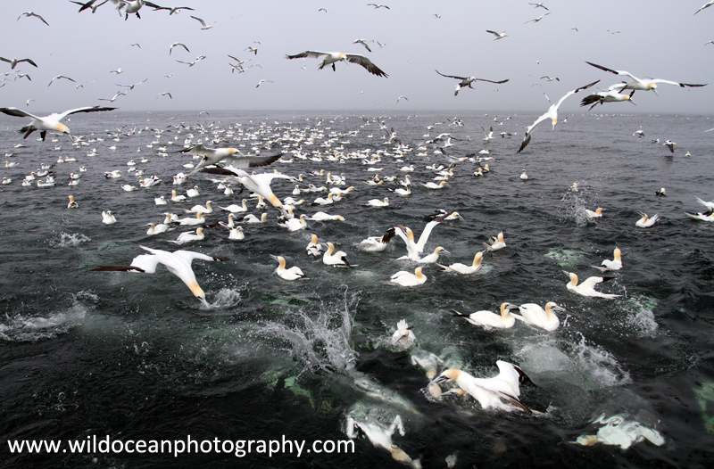 SBG050: Feeding Frenzy - Gannets