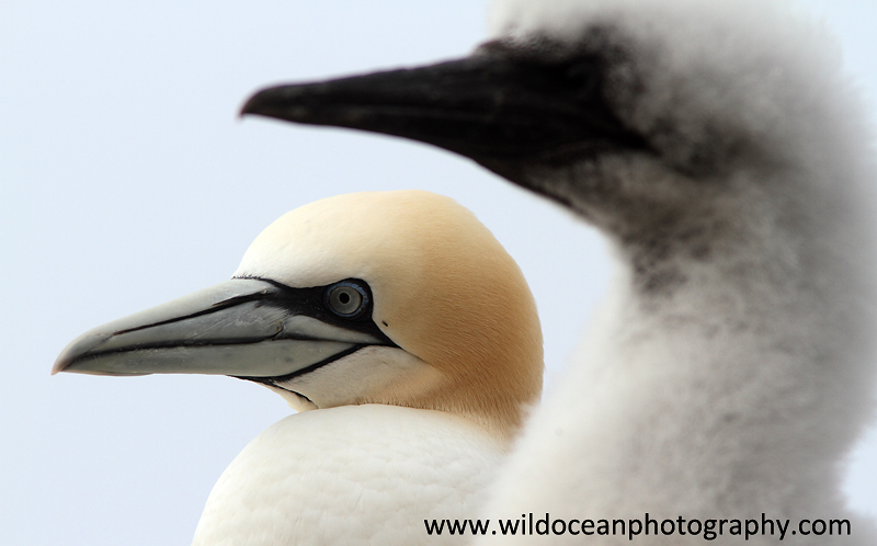 SBG059: Adult and chick - Gannets