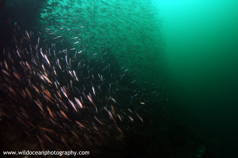 USW005: Karlsruhe - Shipwrecks and Divers