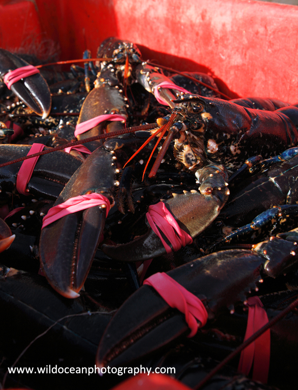 HCF004: Creeled lobsters - Creel (Trap) Fisheries