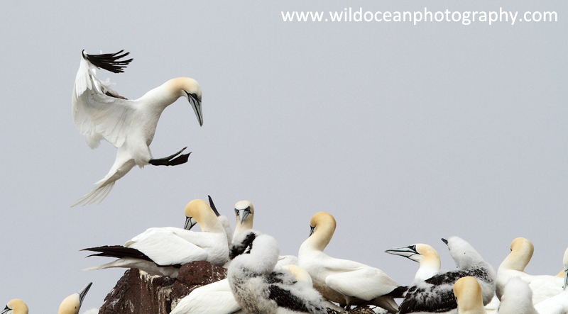 SBG055: Landing - Gannets