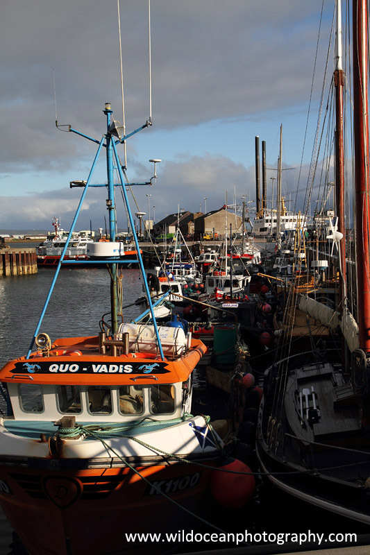 HCF012: Kirkwall harbour - Creel (Trap) Fisheries