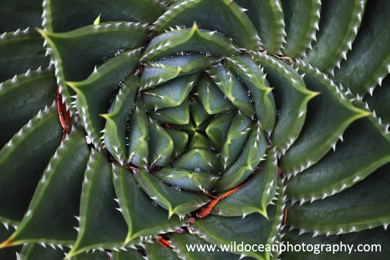 NZ005: Aloe vera - New Zealand (Wellington & South Island)