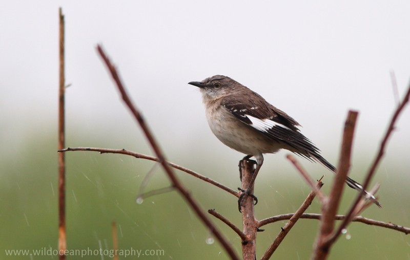 FLB006: Common mockingbird - Birds
