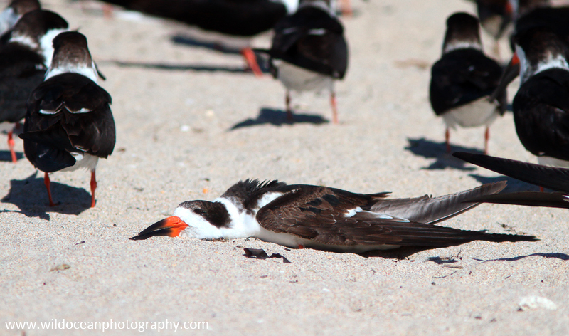 FLB046: Black skimmer - Birds