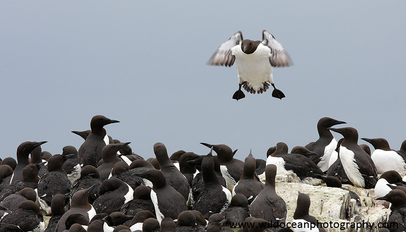 SBA009: Guillemot colony2 - Auks