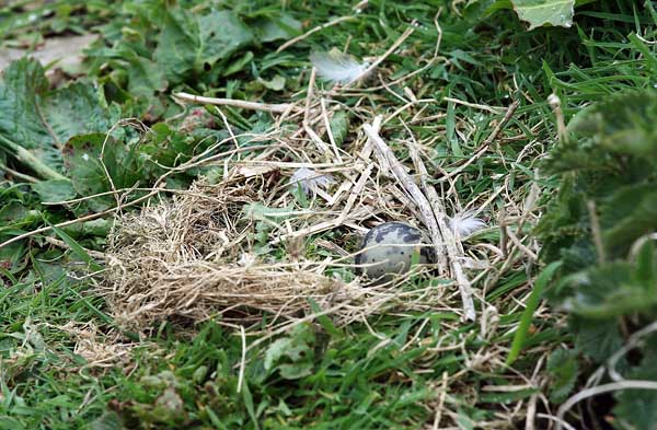 SBT004: Egg in nest - Terns
