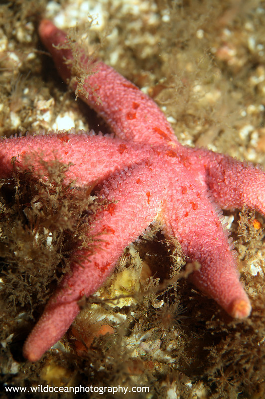 UML027: Bloody Henry - Marine Life