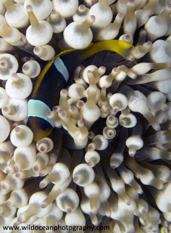 RS019: Anemonefish in anemone - Red Sea / Sinai Peninsula