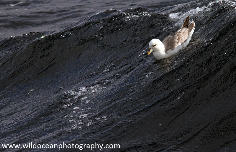 SBF002: Fulmar on wave - Fulmars