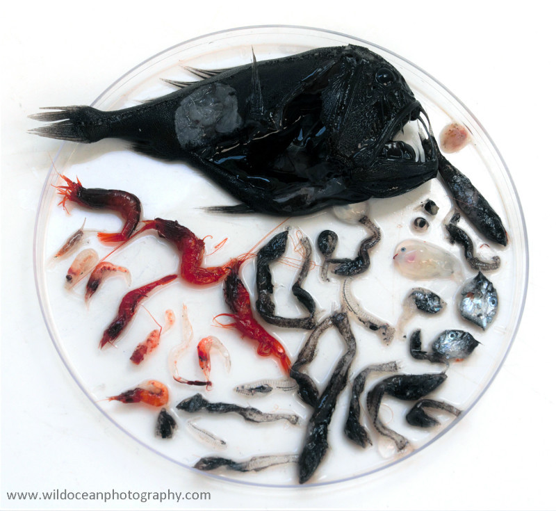 IDD007: Anoplogaster cornuta Net feeding - Deep Sea Species